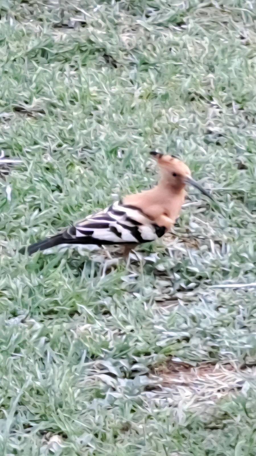 Commercial Property for Sale in La Camargue Private Country Estate North West